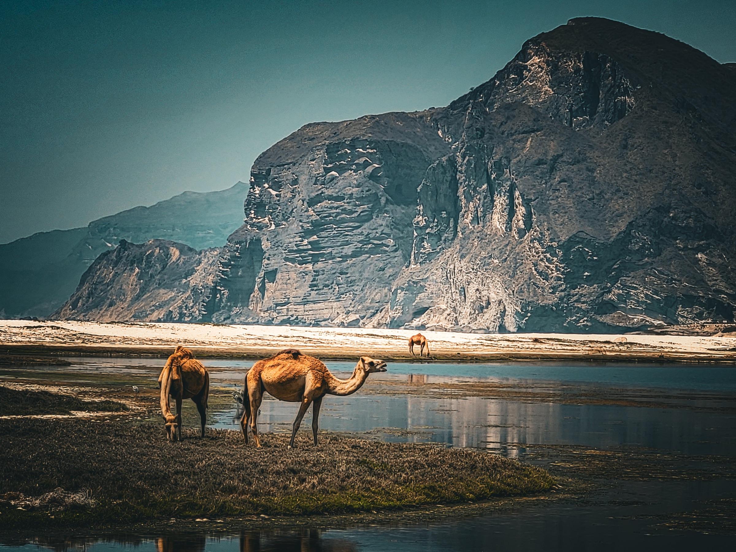 Kamelen grazen aan de kust van Oman met imposante bergen op de achtergrond
