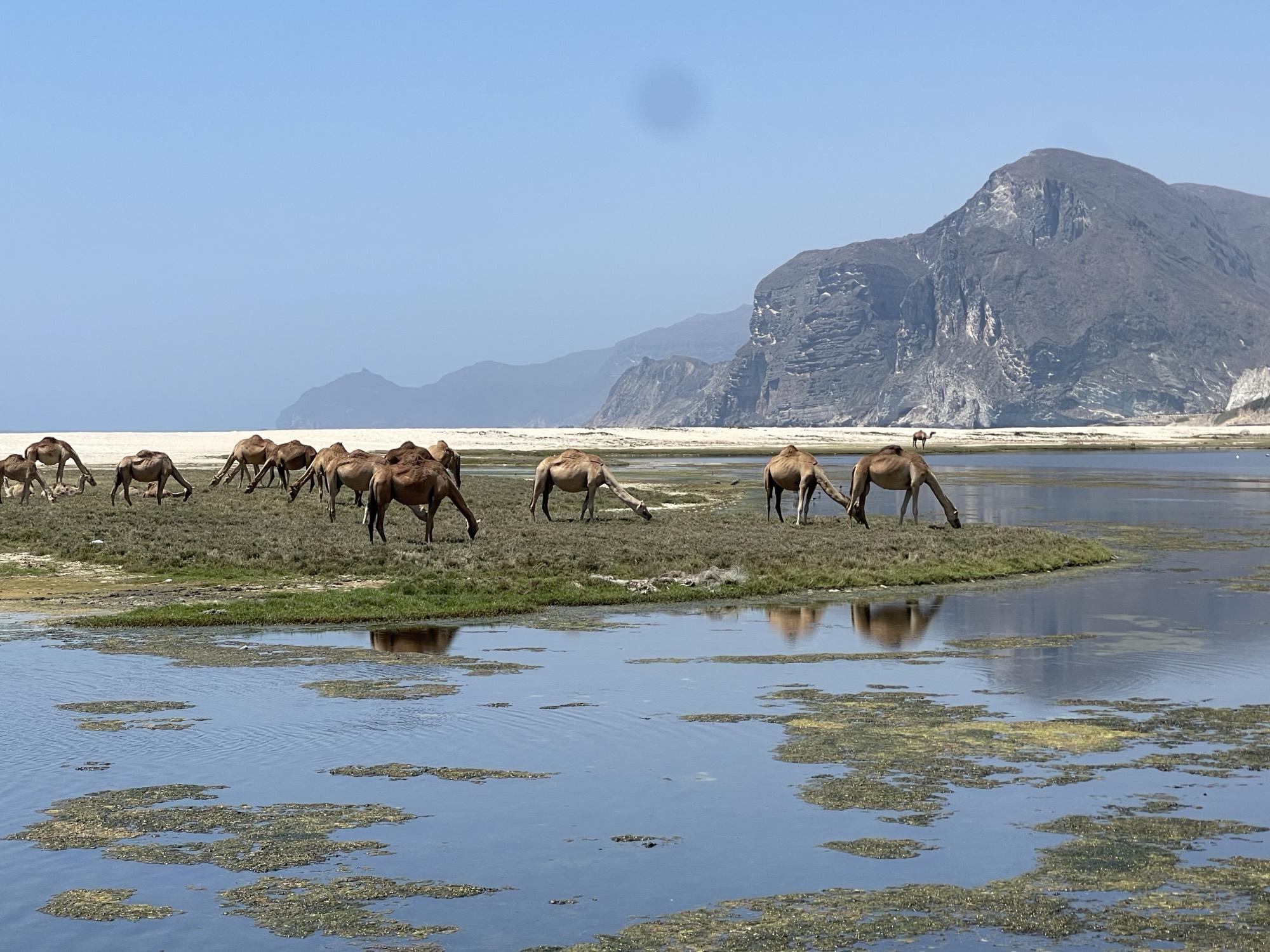 Kamelen grazend bij een lagune, Salalah