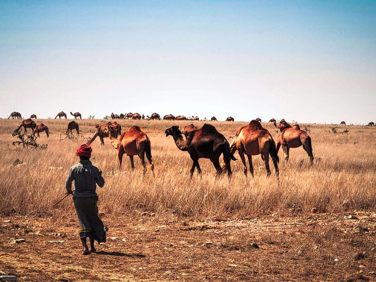 Kamelen trekken over de duinen van de Wahiba Sands