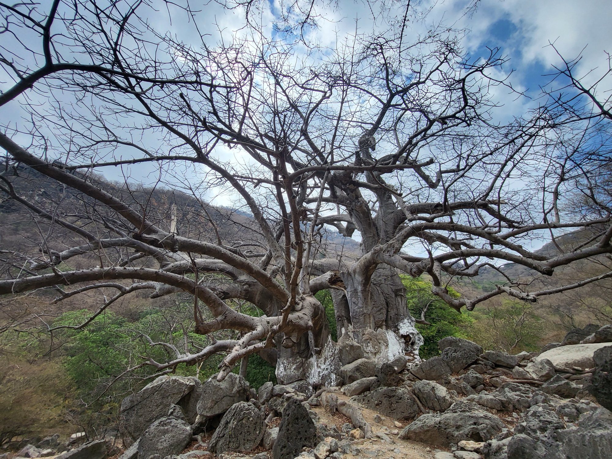 Eeuwenoude baobab in de bergen boven Salalah