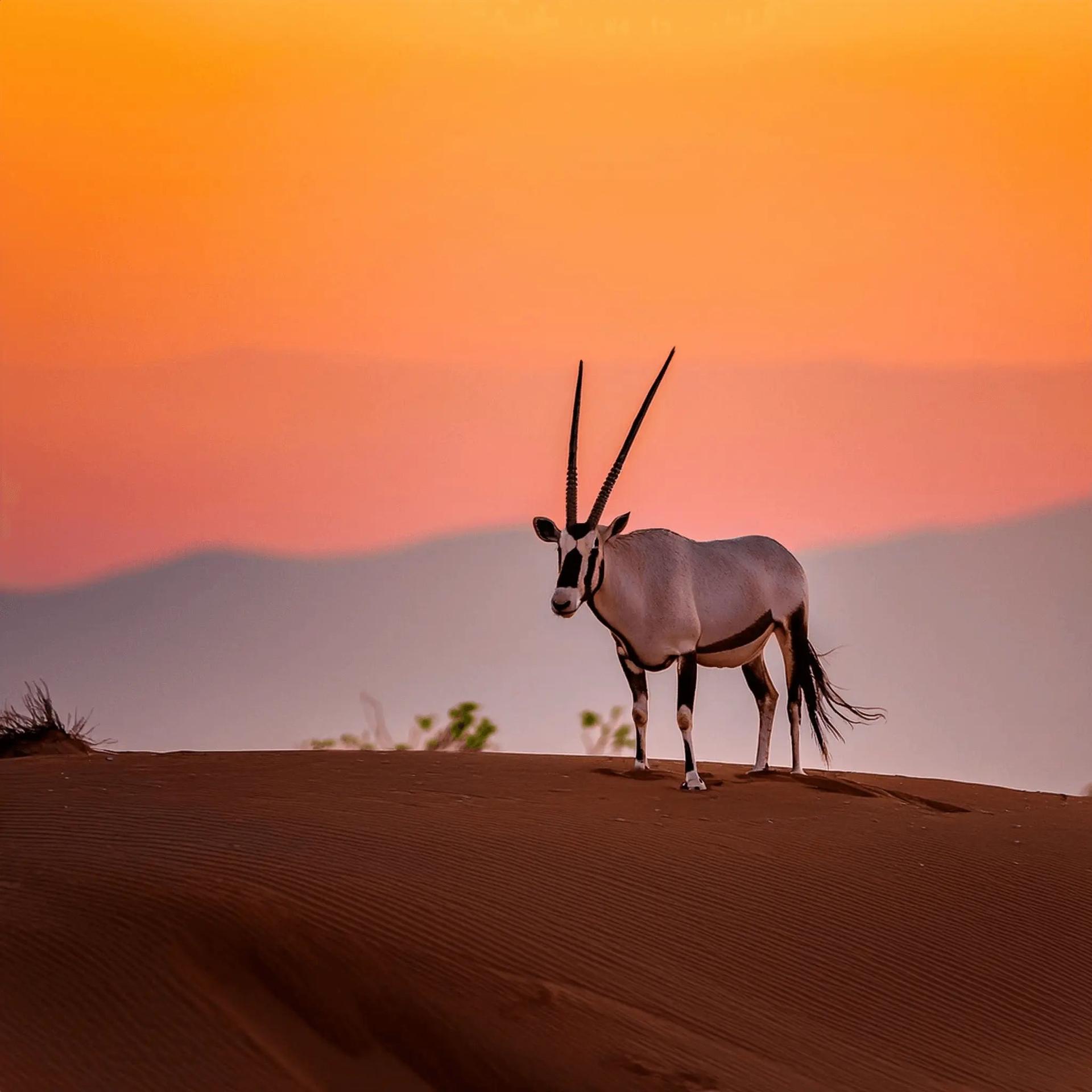 Reiziger kijkt uit over een wadi in Oman