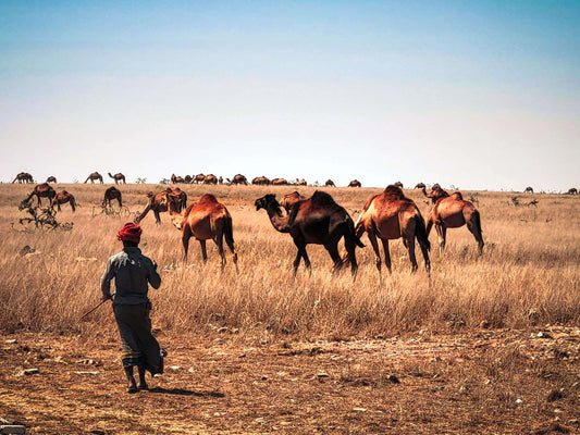 14 dagen | Rondreis Oman – Noord & Zuid beleven
